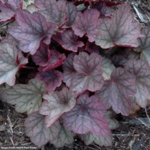 Coral Bells (Heuchera) – Carnival Rose Granita – 4.5″ Pot