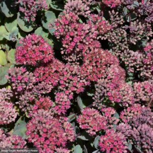Stonecrop (Sedum) - Popstar - #1 Container