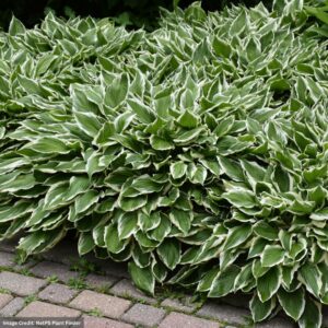 Hosta - White-Variegated - #2 Container