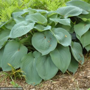 Hosta – Big Daddy – #2 Container