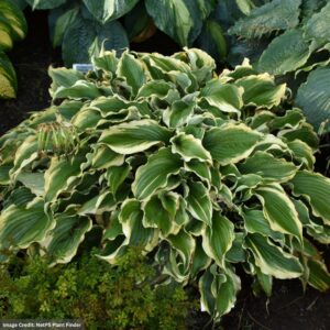 Hosta - Shadowland® Voices In The Wind - #1 Container