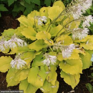 Hosta – Shadowland® Echo The Sun – #1 Container