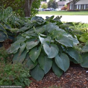 Hosta – Empress Wu – #1 Container