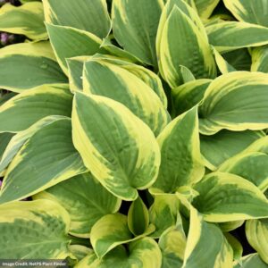 Hosta – Wide Brim – #2 Container