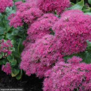 Stonecrop (Sedum) – Neon – #1 Container