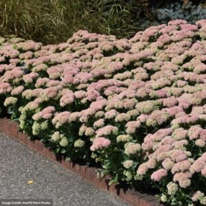 Stonecrop (Sedum) – Autumn Joy – #1 Container