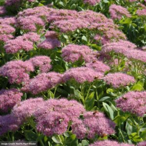 Stonecrop (Sedum) – Brilliant – #1 Container