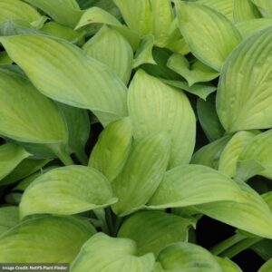 Hosta – Gold Standard – #1 Container