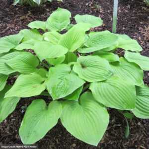 Hosta – August Moon – #1 Container