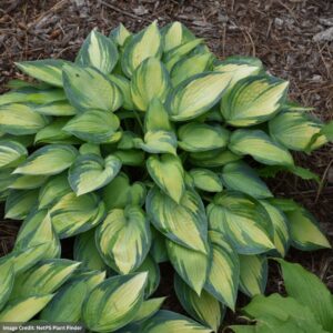 Hosta – June – #1 Container