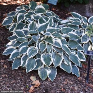 Hosta – El Nino – #1 Container