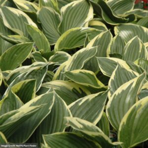 Hosta – Golden Variegated – #1 Container