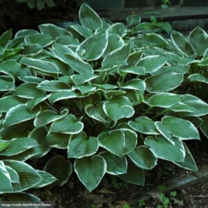 Hosta – Francee – #1 Container