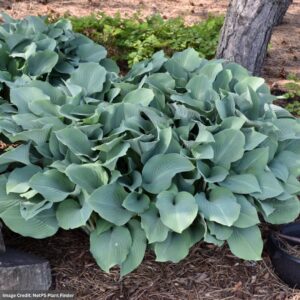 Hosta – Krossa Regal – #1 Container