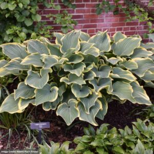 Hosta – Sagae – #1 Container