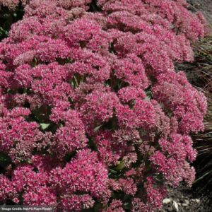 Stonecrop (Sedum) – Mr. Goodbud – #1 Container