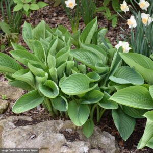 Hosta – Blue Umbrellas – #1 Container