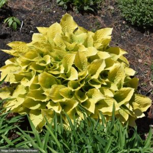 Hosta – Maui Buttercups – #1 Container
