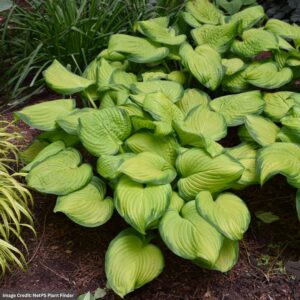 Hosta – Stained Glass – #1 Container