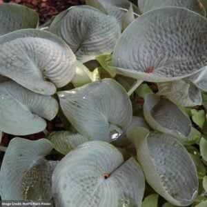 Hosta – Abiqua Drinking Gourd – #1 Container