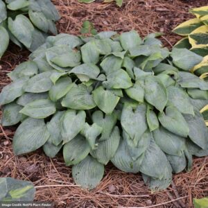 Hosta – Fragrant Blue – #1 Container