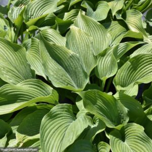 Hosta – Jurassic Park – #1 Container