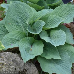 Hosta – Blueberry Muffin – #1 Container