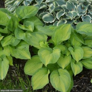 Hosta – Brother Stefan – #1 Container