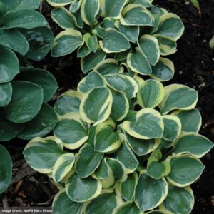 Hosta – Mighty Mouse – #1 Container