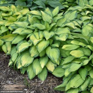 Hosta – Paul’s Glory – #1 Container