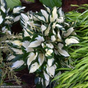 Hosta – Fire And Ice – #1 Container
