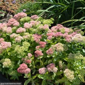 Stonecrop (Sedum) – Autumn Delight – #1 Container