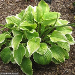 Hosta – Fragrant Bouquet – #1 Container