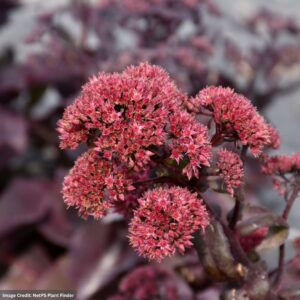 Stonecrop (Sedum) – Night Embers – #1 Container