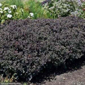 Stonecrop (Sedum) – Night Light – #1 Container