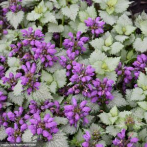 Spotted Dead Nettle (Lamium maculatum) – Ghost – #1 Container