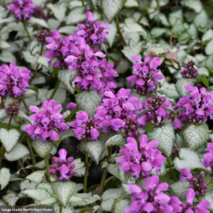 Spotted Dead Nettle (Lamium Maculatum) – Purple Dragon – #1 Container