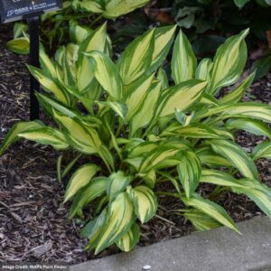 Hosta – Cherry Berry – #1 Container