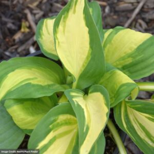 Hosta – Color Festival – #1 Container