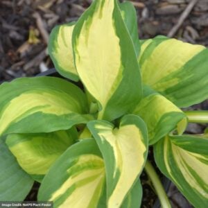 Hosta – Color Festival – #1 Container
