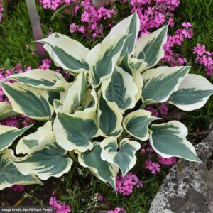 Hosta – Firn Line – #1 Container