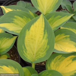 Hosta – Forbidden Fruit – #1 Container