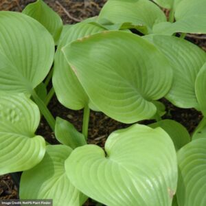 Hosta – Fried Bananas – #1 Container