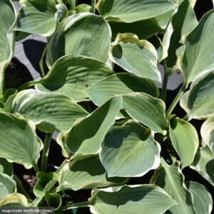 Hosta – Orion’s Belt – #1 Container