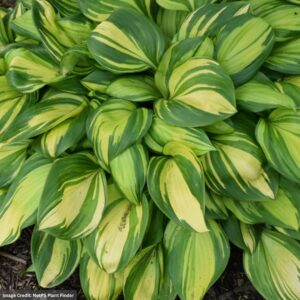 Hosta – Rainbow’s End – #1 Container