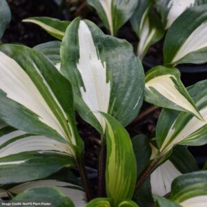 Hosta – Raspberry Sundae – #1 Container