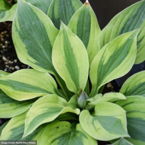 Hosta – Velvet Moon – #1 Container