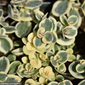 Stonecrop (Sedum) – SunSparkler® Lime Twister – #1 Container