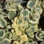 Stonecrop (Sedum) – SunSparkler® Lime Twister – #1 Container