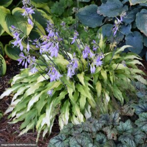 Hosta – Curly Fries – #1 Container